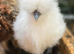 Silkie Hens - Laying