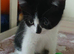 KITTENS - 3 X BLACK AND WHITE &ndash; BORN 28 APRIL