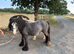 Mare & Foal for sale together