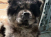 Blue Merle Chowchow siblings