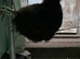 Black Silkie Cockrell