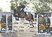 15:3 Irish sport horse gelding