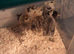Silkie chick's