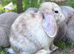 Mini Lop Baby Rabbits - Ready to leave now