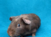Gorgeous guinea pigs