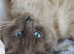 2 male ragdolls