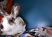 rabbit
