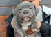 Blue staffy pups