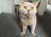 Beautiful lilac bsh gccf active male pfd and pra clear needs to go open to offers