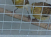 Timbrado cock birds for sale
