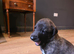 Whippet puppies for sale