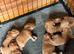 F1 cockapoos pups