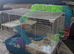 Male Russian dwarf hamster