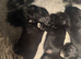 Schnauzer pups