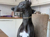 Outstanding whippet puppies