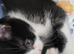 Rare Tuxedo Kitten for sale