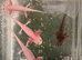 Pink axolotls