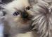 GCCF REG. EXTENSIVELY TESTED RAGDOLL KITTENS