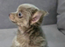 Cute chihuahua applehead