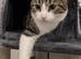 Female cat looking for a rehome