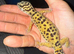 Geckos for sale