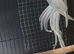 Indian ringneck female for sale