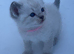 Beautiful Male Ragdoll Kittens