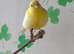 Young unsexed canaries