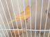 Red factor canaries