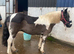 Beautiful coloured cob mare