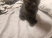 Playful gorgeous mixed breed kittens