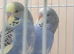 Young budgies