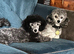 Silver Phantom Toy Poodle Available for Stud