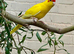 Beautiful young pair of kakarikis