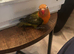 Handreared lovebird