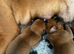 Champion breed boxer puppies