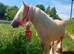 Flashy gelding