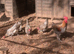 French copper blue maran breeding group