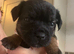 KC Border Terrier Pups