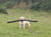 KC registered male Labrador