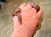 Male Rainbow Boa