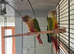 Hand reared conures