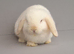 Last mini lop ready now