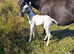 Fewspot colt foal Aphc reg