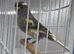 2025 harlequin pair ready for breeding