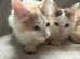 Maine Coon Boy Kittens. Ready Now