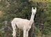 Male Lamas
