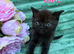 Exotic X Kittens