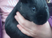 Guinea Pig Males Available Now