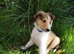 Rough Collie